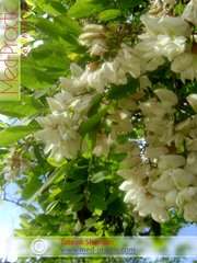 Акация белая - Acacia alba L., Robinia pseudoacacia L._med-practic.com_Татевик Шагян