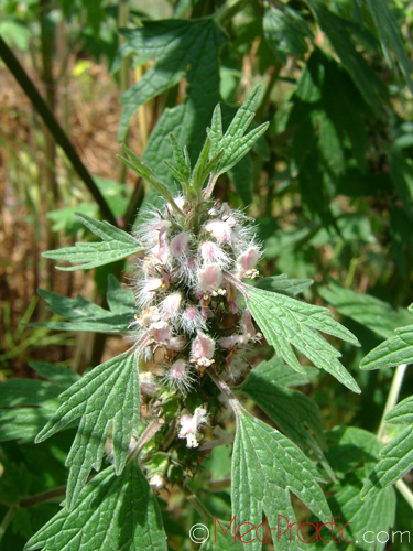 Առյուծագի հնգաբերան - Пустырник пятилопастный - Leonurus quinquelobatus Gilib