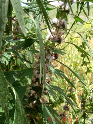 Առյուծագի հնգաբերան - Пустырник пятилопастный - Leonurus quinquelobatus Gilib