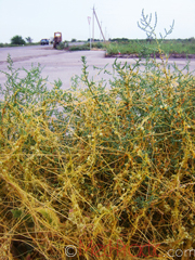 Գաղձ - Повилика - Cuscuta L.