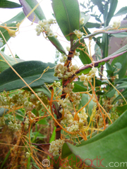 Գաղձ - Повилика - Cuscuta L.