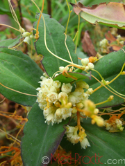 Գաղձ - Повилика - Cuscuta L.