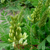 Գազ մանրագլխիկ - Астрагал мелкоголовчатый - Astragalus microcephalus Wild.