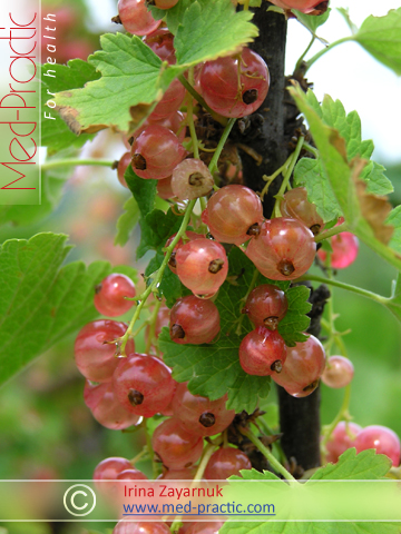 Հաղարճ կարմիր - Смородина красная - Currant red - med-practic.com - Irina Zayarnuk