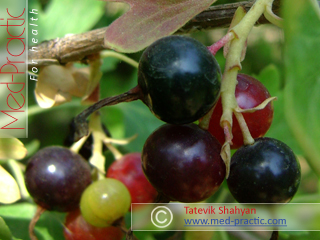 Հաղարճ կարմիր - Смородина красная - Currant red - med-practic.com - Irina Zayarnuk