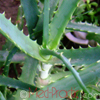 Հալվե ծառակերպ - Алоэ древовидное - Aloe arborescens Mill