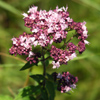 Խնկածաղիկ սովորական - Душица обыкновенная - Origanum vulgare L.