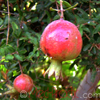 Նուռ- Гранат- Pomegranate