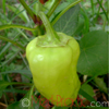 Պղպեղ - Перец - Capsicum annumղ