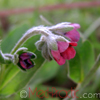 Շնալեզու դեղատու - Чернокорень лекарственный - Cynoglossum officinale L.