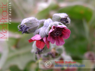 Շնալեզու դեղատու - Чернокорень лекарственный - Cynoglossum officinale L._med-practic.com_Շահյան Տաթևիկ