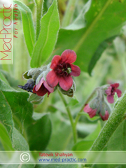 Շնալեզու դեղատու - Чернокорень лекарственный - Cynoglossum officinale L._med-practic.com_Շահյան Տաթևիկ