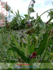 Շնալեզու դեղատու - Чернокорень лекарственный - Cynoglossum officinale L._med-practic.com_Շահյան Տաթևիկ