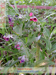 Շնալեզու դեղատու - Чернокорень лекарственный - Cynoglossum officinale L._med-practic.com_Շահյան Տաթևիկ