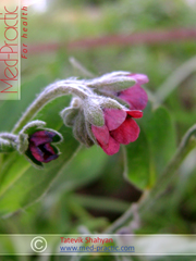 Շնալեզու դեղատու - Чернокорень лекарственный - Cynoglossum officinale L._med-practic.com_Շահյան Տաթևիկ