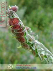 Շնալեզու դեղատու - Чернокорень лекарственный - Cynoglossum officinale L._med-practic.com_Շահյան Տաթևիկ