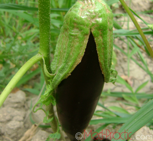 Բադրիջան, սմբուկ - Баклажан - Eggplant