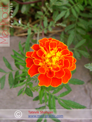 Бархатцы мелкоцветные   - Tagetes patula L._Татевик Шагян