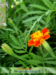 Бархатцы мелкоцветные   - Tagetes patula L._Татевик Шагян