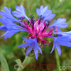 Տերեփուկ կապույտ - Василек синий - Centaurea cyanus L.