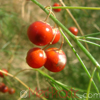 Ծնեբեկ դեղատու - Спаржа лекарственная - Asparagus officinalis L.