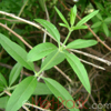 Տորոն ներկատու - Марена красильная - Rubia tinctorum L. (R. petiolaris W)