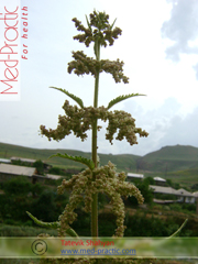 Крапива двудомная - Urtica dioica L._Татевик Шагян