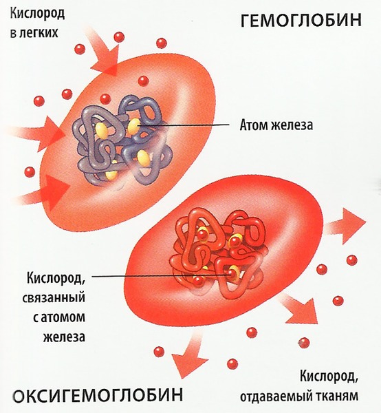 Շիճուկի ընդհանուր երկաթ կապող հատկություն