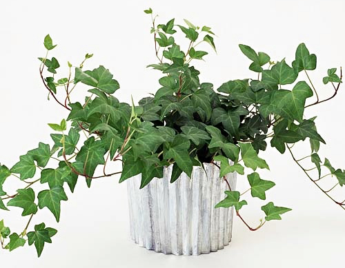 Плющ обыкновенный - Hedera helix L.