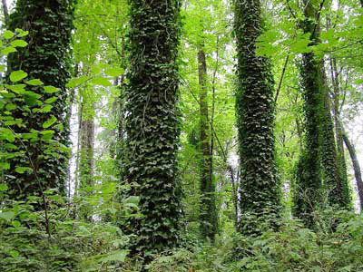 Плющ обыкновенный - Hedera helix L.