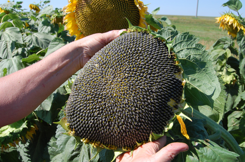 Արևածաղիկ -  Подсолнечник - Helianthus