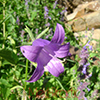 Զանգակածաղիկ լայնատերև  Колокольчик широколистный  Campanula latifolia L.