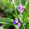 Եղեսպակ դեղատու - Шалфей лекарственный - Salvia officinalis