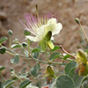 Կապար - Каперсы колючие - Capparis spinosа