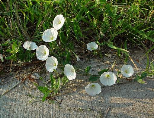 Պատատուկ դաշտային-  Вьюнок полевой- Field Bindweed