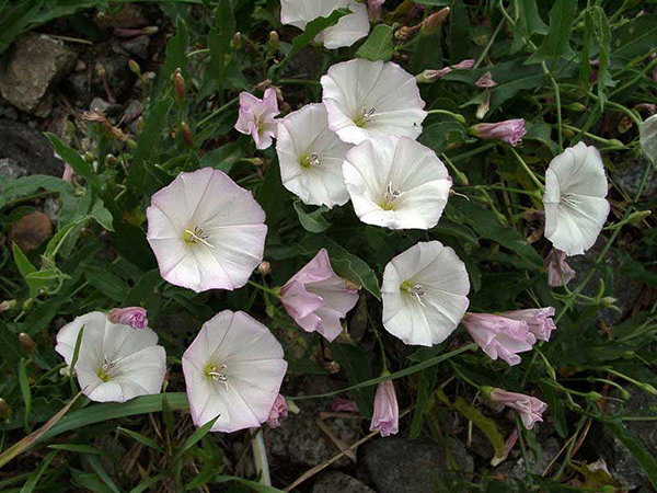 Պատատուկ դաշտային-  Вьюнок полевой- Field Bindweed