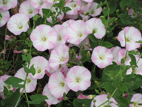 Вьюнок полевой - Field Bindweed