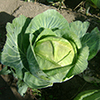 Կաղամբ - Капуста - Brassica oleracea