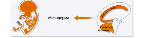 Доктор Хамер: То, что мы называем болезнями – это не бессмысленные мытарства