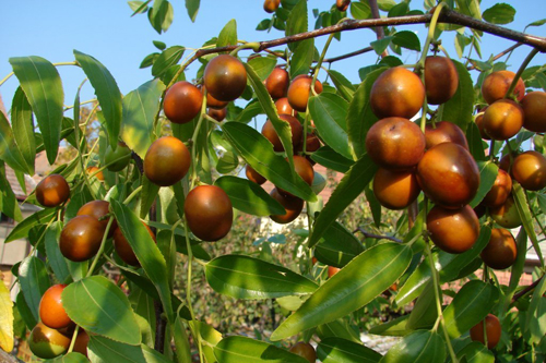 Унаби (зизифус или китайский финик)- Ziziphus jujuba, Ziziphus sinensis