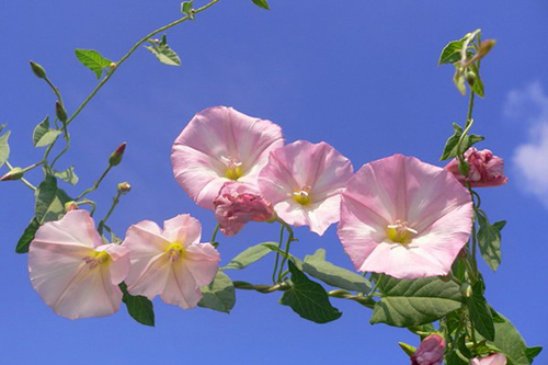 Պատատուկ դաշտային-  Вьюнок полевой- Field Bindweed