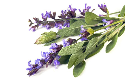 Шалфей лекарственный - Salvia officinalis