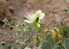 Каперсы колючие - Capparis spinosа