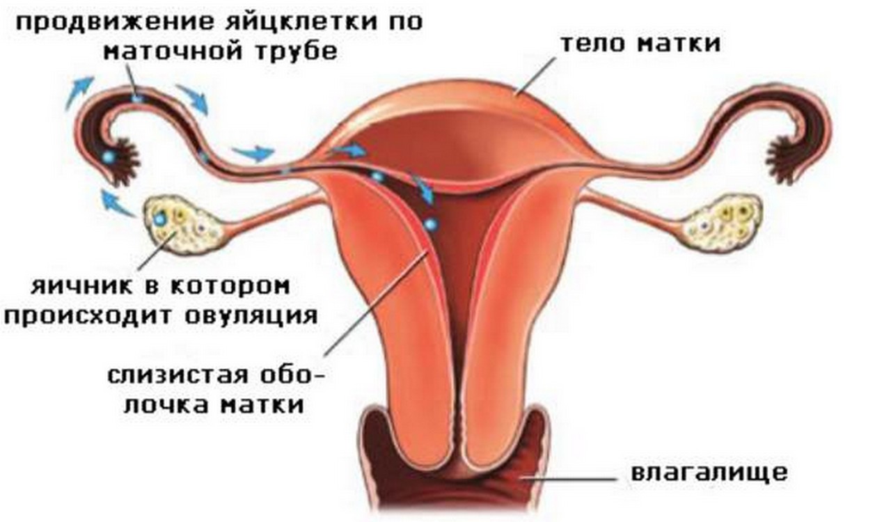 Овуляция: как ее рассчитать