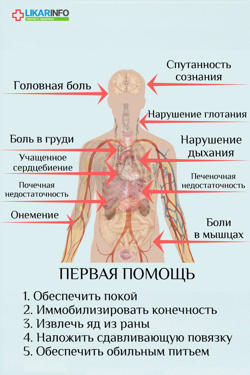  Первая помощь при укусе змеи