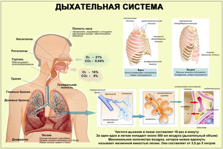 Почему мы заболеваем после переохлаждения?