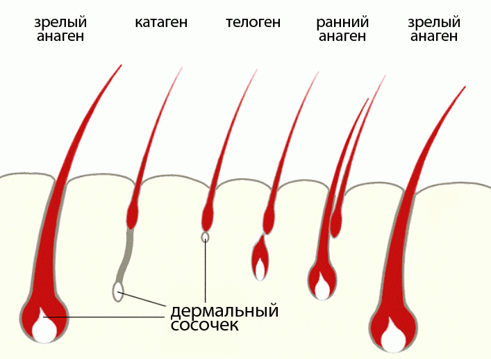 цикл роста волос