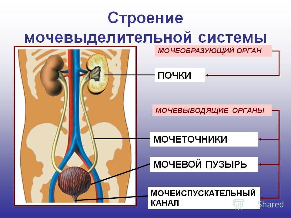 Возрастные дисфункции нижних мочевых путей