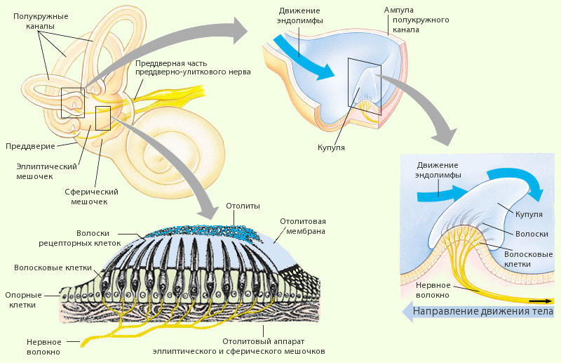 Строение вестибулярного аппарата