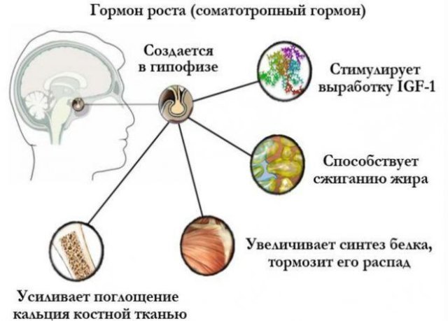 Соматотропин (гормон роста)